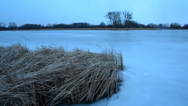 Vass Vid Stranden Frusen Sjö Och Träd Polen Stankow Videoklipp