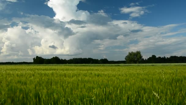 Nubes blancas sobre el campo de grano verde — Vídeo de stock