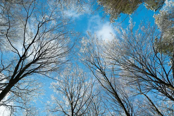 Zasněžené Vrcholky Stromů Proti Modré Obloze Zimní Slunečný Den — Stock fotografie