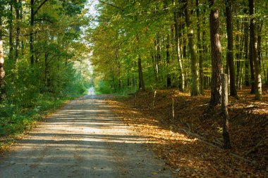 Sonbahar ormanlarında toprak yol ve düşen yapraklar, Nowiny, Polonya