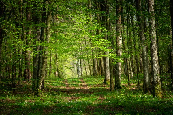 Une Vue Printanière Une Allée Forêt Verte — Photo