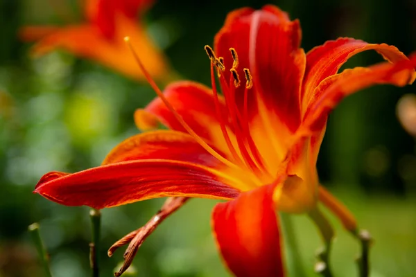 Eine kastaniengelbe Blume einer Lilie im Garten — Stockfoto