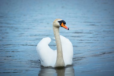Suda yüzen beyaz dilsiz bir kuğu.