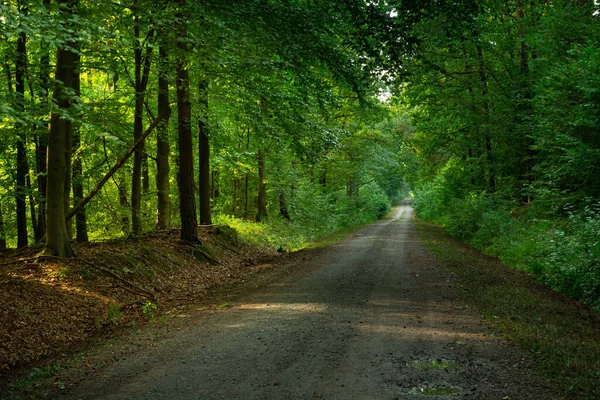 푸른 숲을 가로지르는 텅 빈 길 — 스톡 사진