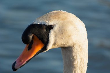 Güneşli bir günde, beyaz, dilsiz bir kuğunun yakın çekimi.