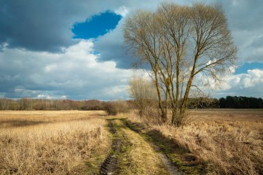 Toprak bir yolda yaprakları olmayan büyük bir ağaç vahşi çayırlar boyunca büyüyor, Czulczyce, Polonya