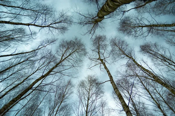 Över Trädtopparna Utan Blad Och Molnig Himmel Höga Träd Februari — Stockfoto