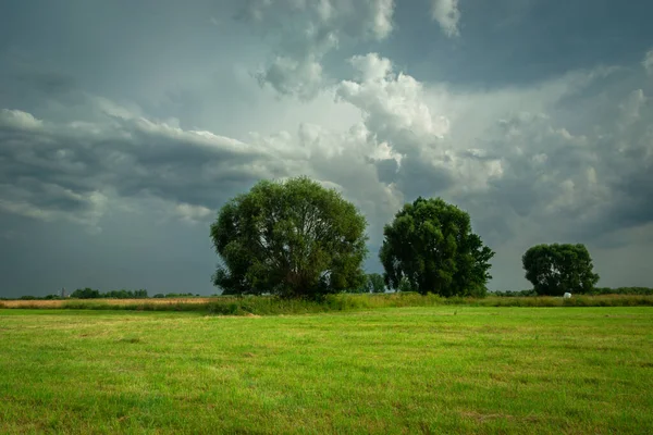 Large Trees Growing Green Meadow Cloudy Sky Nowiny Poland — Stock Photo, Image