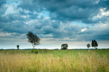 Ağaçlı, yaz manzaralı, Nowiny, Polonya 'da bulutlu bir çayırda.