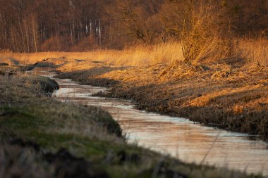 Uherka nehri ormanın yanındaki çayırlarda akıyor. Mart günü, Stankow, Polonya.