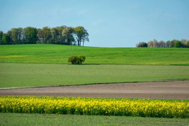 Ufukta uzun ağaçlar olan bahar taze renkli tarlalar, arka plana odaklan.