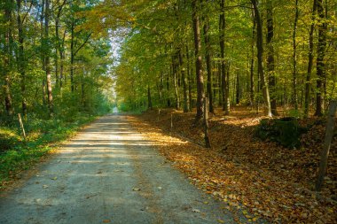 Güneşli bir sonbahar ormanının içinden geçen toprak bir yol, Ekim günü.