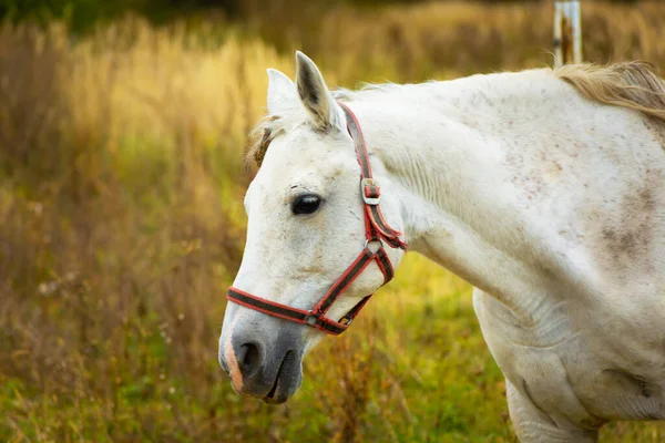 十月的一天 草原上一匹白马的画像 — 图库照片