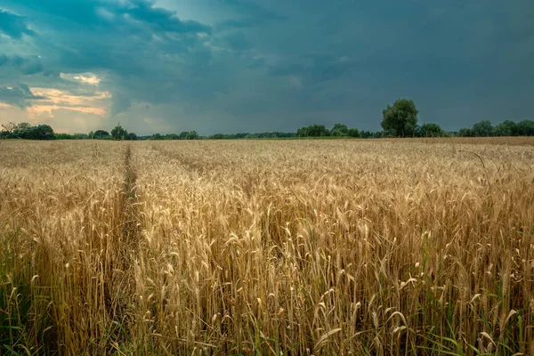 Ett Fält Triticale Och Mörka Regnmoln Himlen Sommarutsikt Östra Polen — Stockfoto