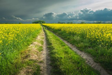 Tecavüz tarlasında toprak bir yol ve gökyüzünde yağmur bulutları, Nowiny, Lubelskie, Polonya