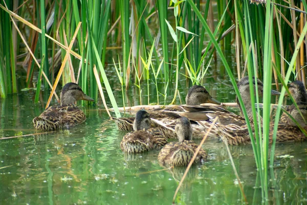 Group Wild Ducks Swimming Water Reeds Summer Day — Stock Photo, Image