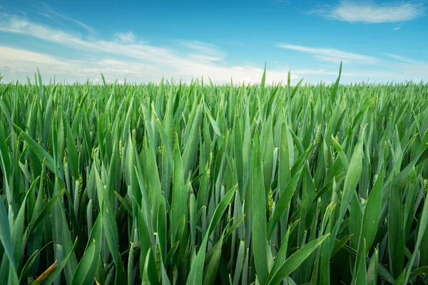 Groene Korenbladeren Het Veld Horizon Blauwe Lucht Landelijk Uitzicht — Stockfoto
