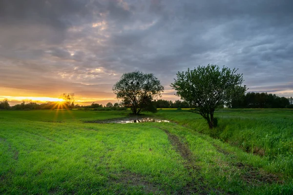 Coucher Soleil Nuages Soir Sur Les Champs Verdoyants Avec Arbres — Photo