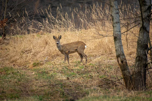 Chevreuil Mâle Sur Une Prairie Face Une Forêt Jour Mars — Photo