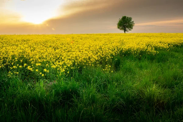 菜の花の黄色のフィールドの前に緑の草 孤独な木と灰色の雲 チェコ ポーランドの後ろの太陽 — ストック写真