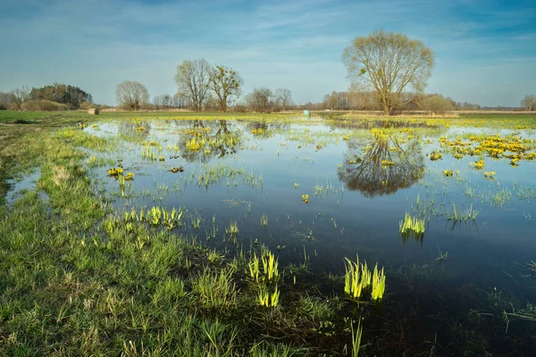 Pradera Inundada Reflejo Árbol Agua Día Primavera — Foto de Stock