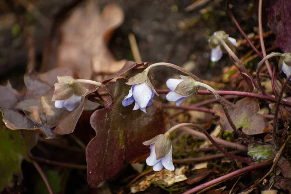 Lila Blommor Anemone Hepatica Våt Skog Rdag — Stockfoto