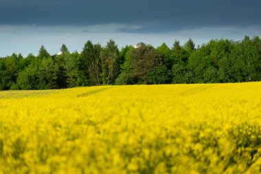 Sarı bir tecavüz tarlasının arkasındaki yeşil orman ve gökyüzünde bir bulut ilkbahar kırsal manzarası, arka planda keskinlik.