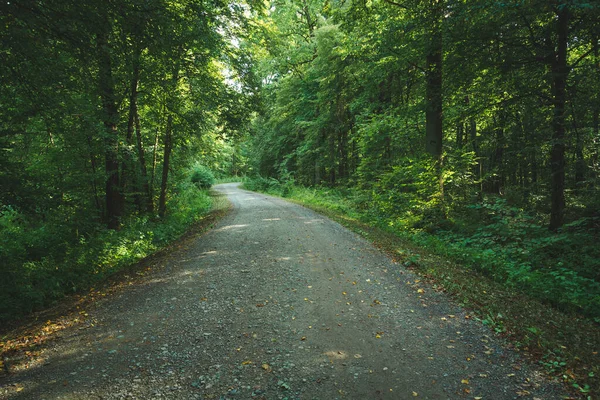 Droga Polna Przez Zielony Las Widok Letni — Zdjęcie stockowe
