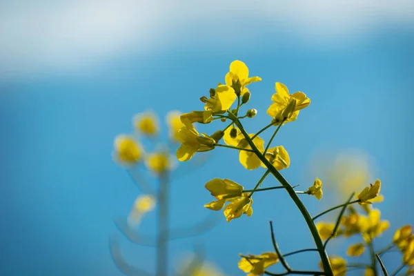 Stalk Yellow Flowering Rapeseed Blue Sky Spring View — Stock Photo, Image