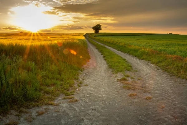 Güzel kırsal alan, gün batımı tarlalar ve uzun toprak yol üzerinde.