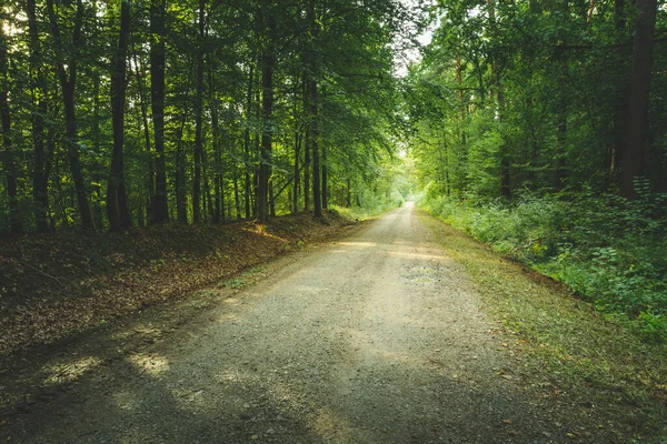 Ormanda ve güneş ışığında toprak bir yol.