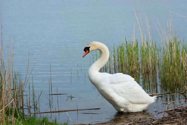 White Mute Swan Standing Lake Water Spring Day — Fotografia de Stock