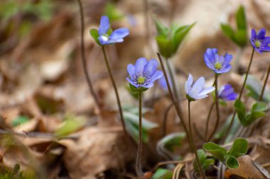 Çiçek grubu ortak hepatika, mavi erken bahar bitkileri, nisan manzarası