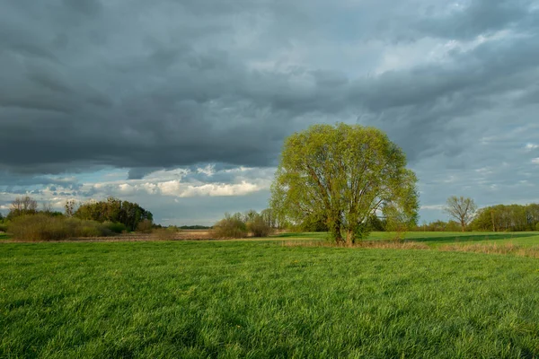 Ein Großer Baum Auf Einer Wiese Und Ein Bewölkter Himmel — Stockfoto