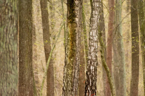 Brązowe Pnie Drzew Wiosennym Lesie Dzień Kwiecień — Zdjęcie stockowe