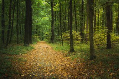 Atmosferik bir ormanın içinden geçen bir patikadan çıkar.