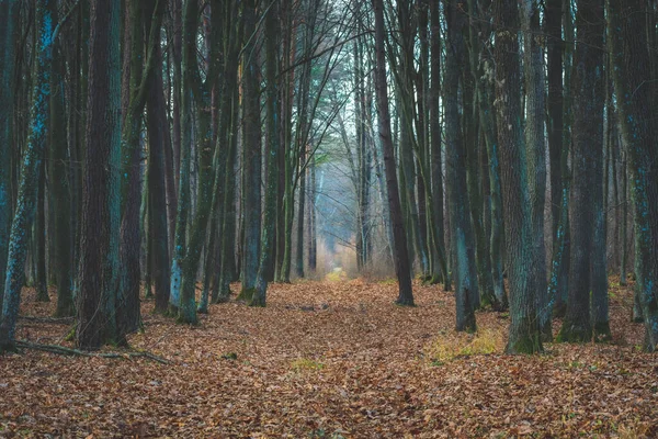 Avenue s listy v náladovém lese — Stock fotografie