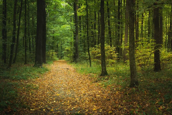 Bladen på en stig genom en atmosfärisk skog — Stockfoto