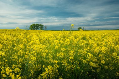 Akşam gökyüzü sarı bir tecavüz tarlasının üzerinde, bahar manzarası