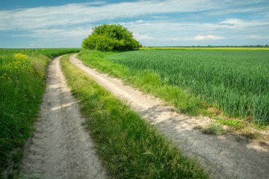 Yeşil tarlalarda toprak yol, Haziran ilkbaharı güneşli gün