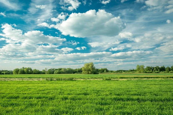 Campo Verde Nubes Blancas Cielo Azul Día Verano — Foto de Stock