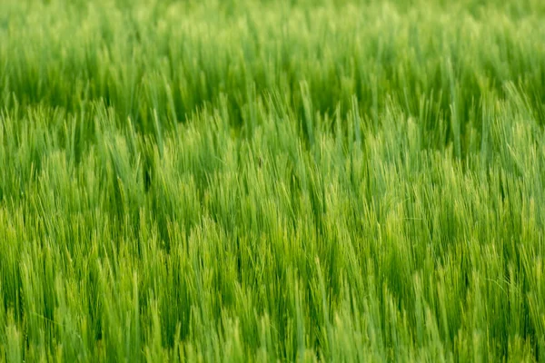Orecchie dense verdi di orzo, fondo di cereale — Foto Stock