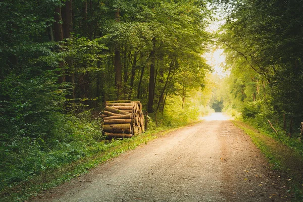 Brudna droga przez humorzasty zielony las — Zdjęcie stockowe