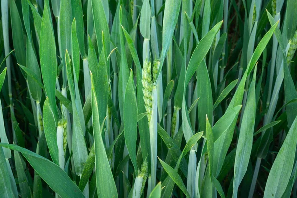 Grünes Getreide Aus Der Nähe Ländlich — Stockfoto