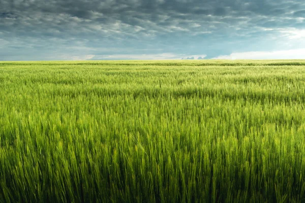 Зеленое Ячменное Поле Облачно Серое Небо Вид Сельскую Местность — стоковое фото