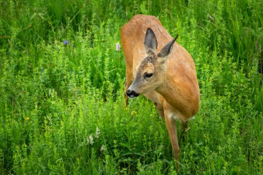Yeşil bir çayırda, bahar günü çimlerin üzerinde dişi bir yumurta geyiği.