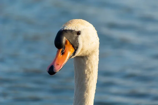 Close Van Kop Nek Van Een Witte Zwaan Vogelportret — Stockfoto