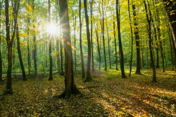Soleil Ombres Dans Une Forêt Lunaire Paysage Naturel — Photo