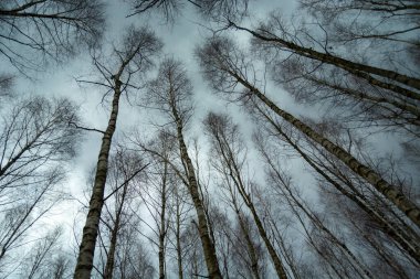 Ağaçlar tepeden görünür, aşağıdan ve bulutlu gökyüzünden.