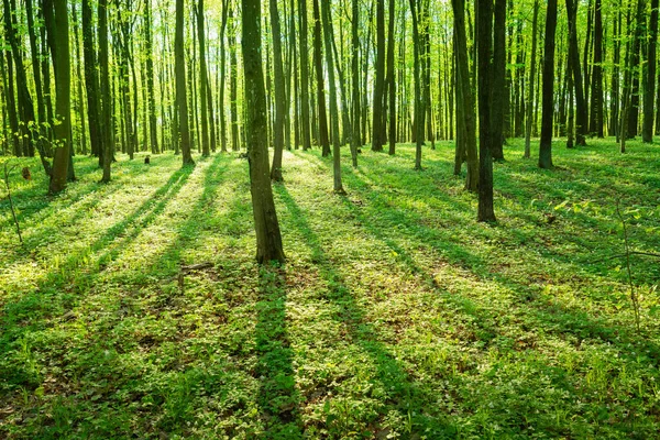 Sluneční Svit Stíny Zeleném Lese Jarní Krajina — Stock fotografie